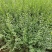 营养杯小叶女贞小叶女贞容器苗陕西小叶女贞种植基地