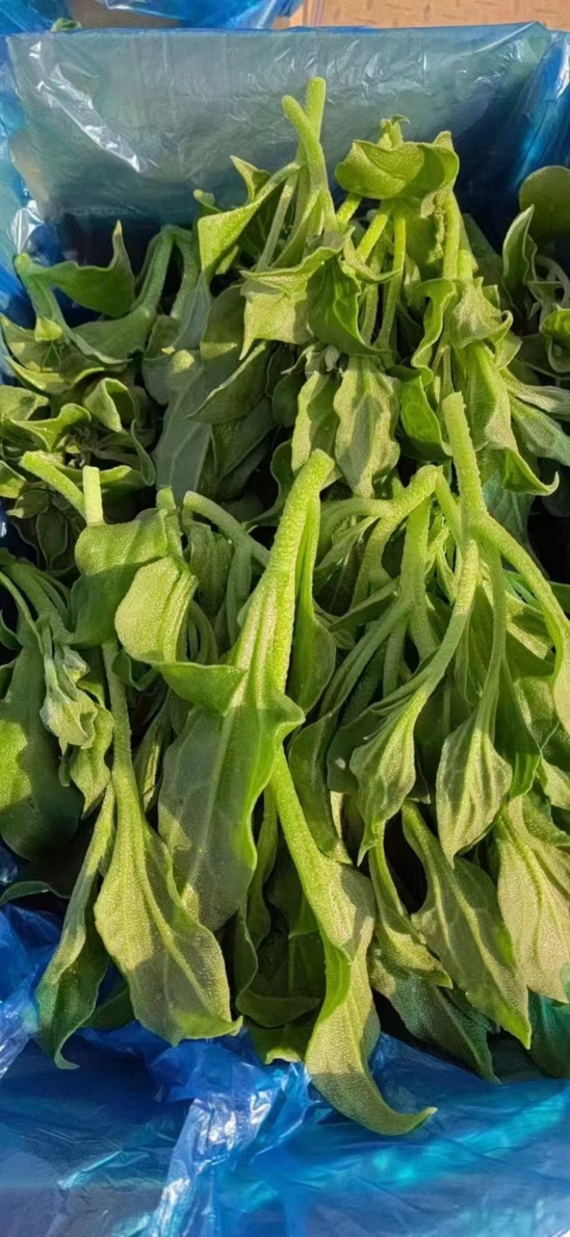 冰草，货量充足，品质佳，规格齐全，欢迎咨询