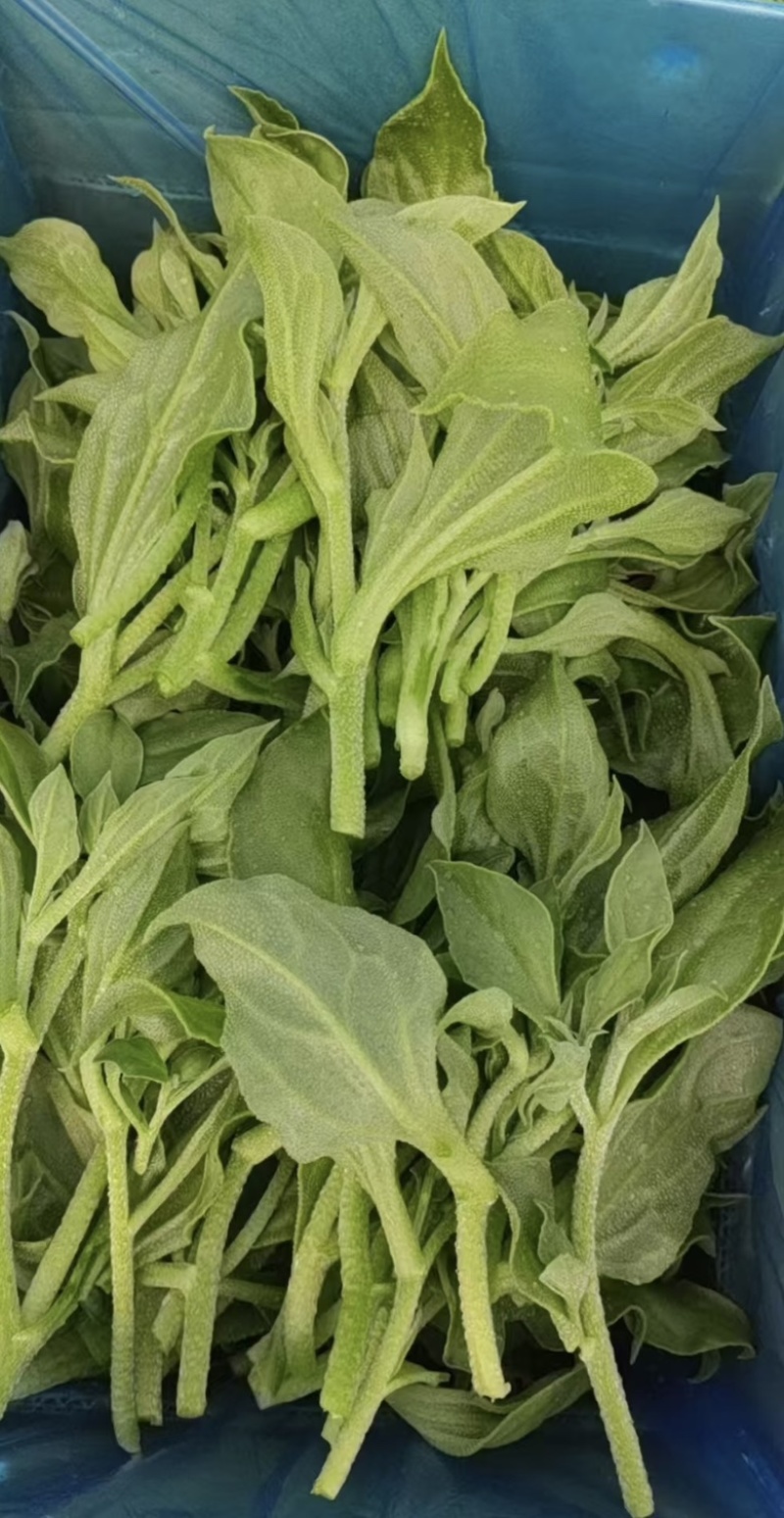 冰草，货量充足，品质佳，规格齐全，欢迎咨询