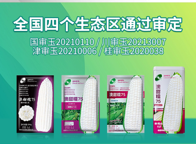 澳甜糯75-白甜糯玉米种子甜糯比1:3粘糯拉丝