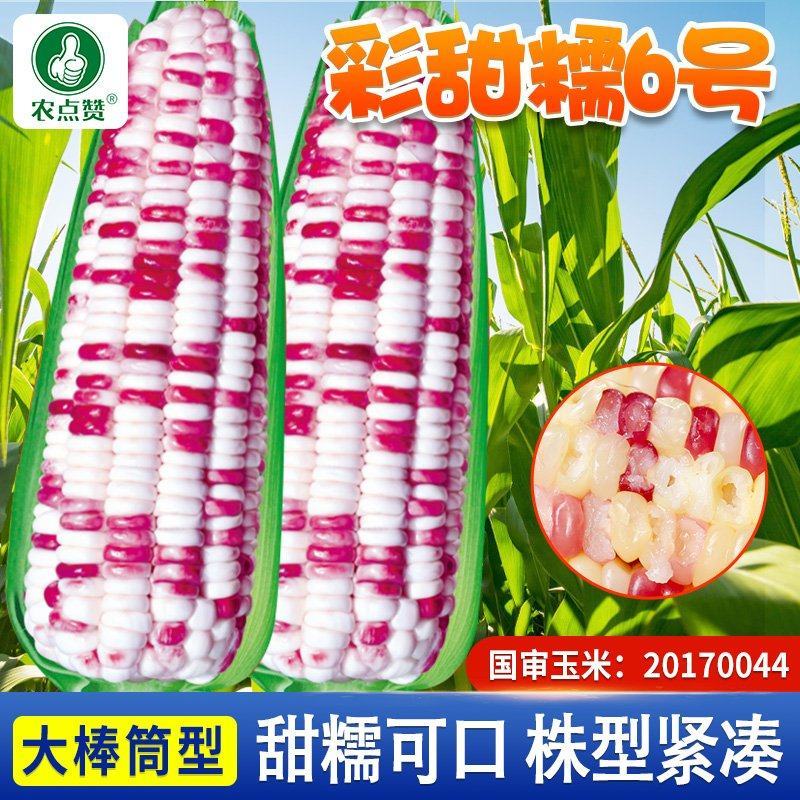 彩甜糯6号-彩玉米种子大棒筒型籽粒饱满甜糯可口