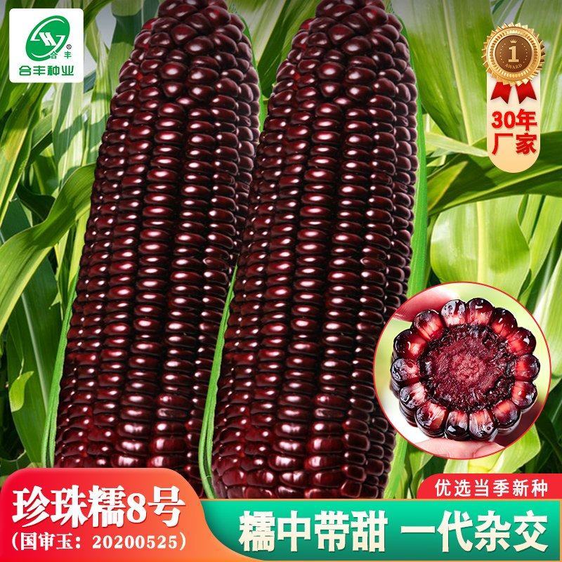 珍珠糯玉米8号黑玉米种子，糯中带甜，一代杂交种子