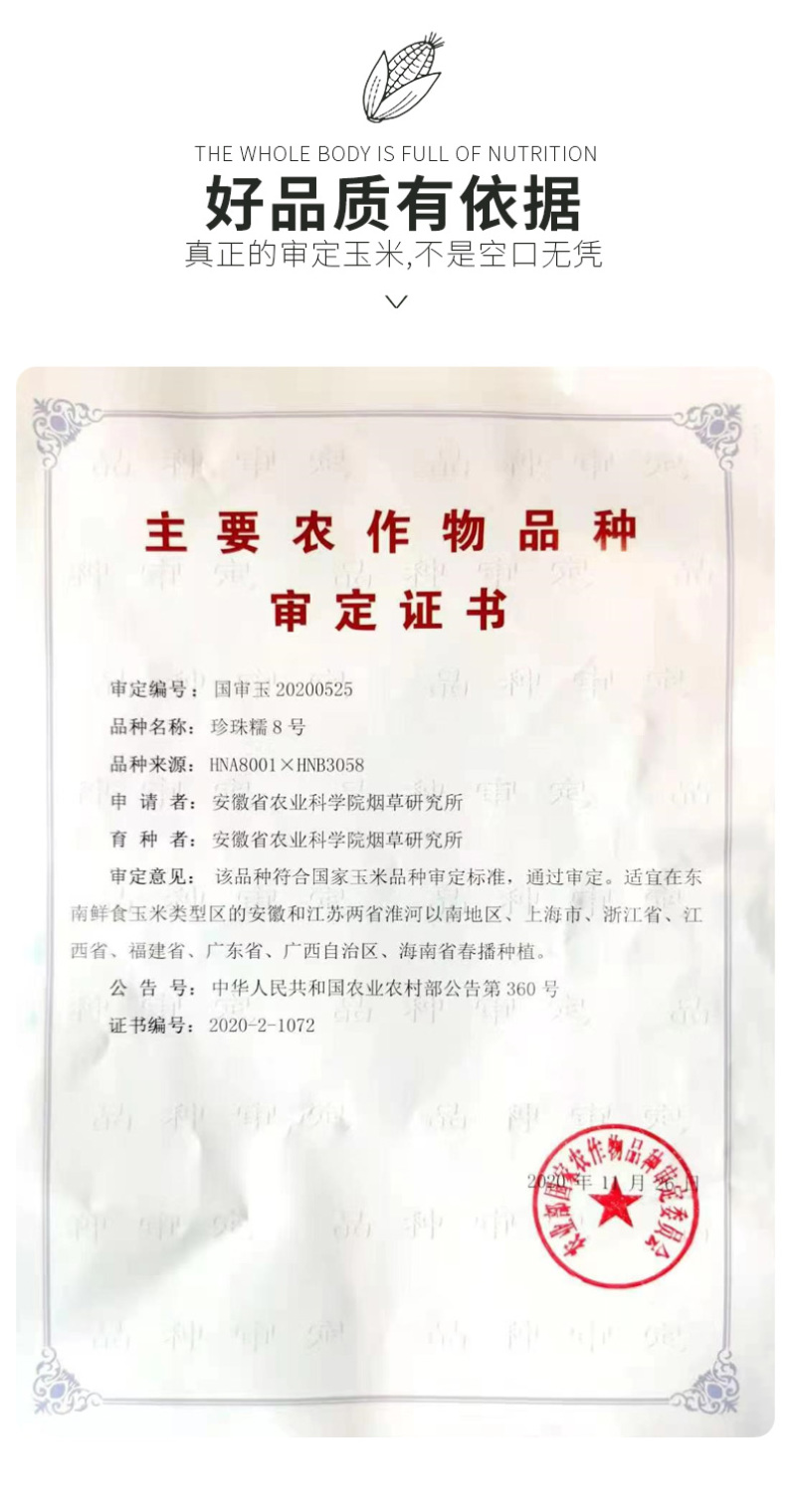 珍珠糯玉米8号黑玉米种子，糯中带甜，一代杂交种子