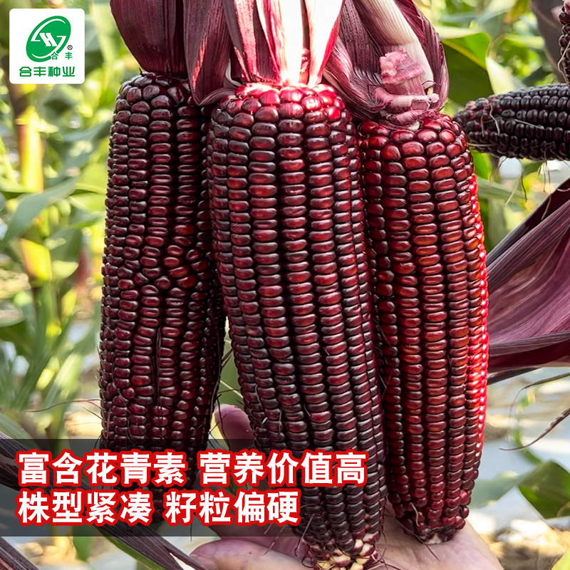 珍珠糯玉米8号黑玉米种子，糯中带甜，一代杂交种子
