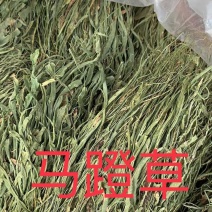 马蹬草中药材马蹬草过桥草还阳草小石韦马蹬草