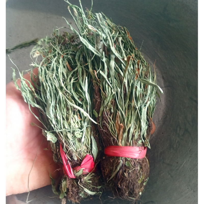 马蹬草中药材马蹬草过桥草还阳草小石韦马蹬草