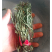 马蹬草中药材马蹬草过桥草还阳草小石韦马蹬草