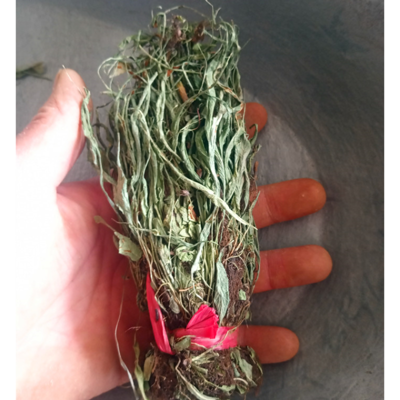 马蹬草中药材马蹬草过桥草还阳草小石韦马蹬草