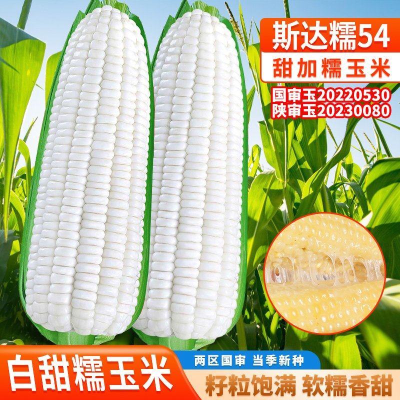 斯达糯玉米54-白甜糯玉米种子杂交早熟高产甜糯