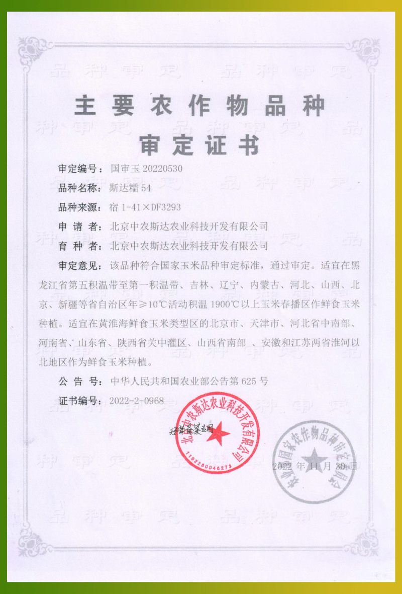 斯达糯玉米54-白甜糯玉米种子杂交早熟高产甜糯