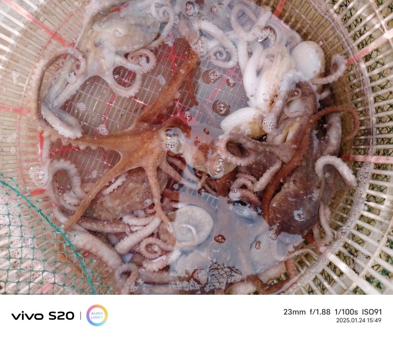 八爪鱼