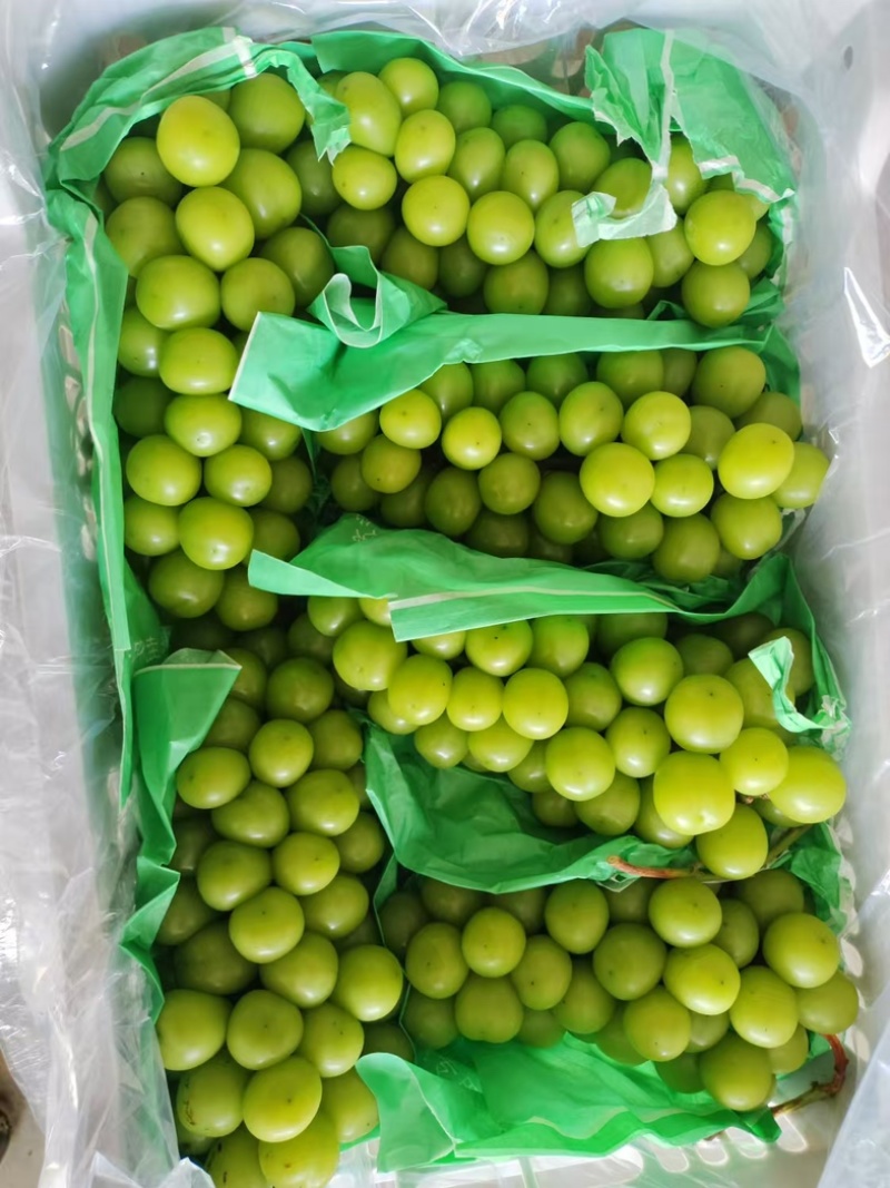 【今日推荐】阳光玫瑰山东发货品质保证可视频看货