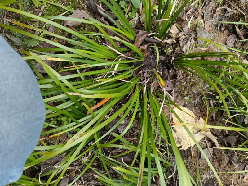 石菖蒲苗货源充足大量现货常年种植长期供应欢迎选购