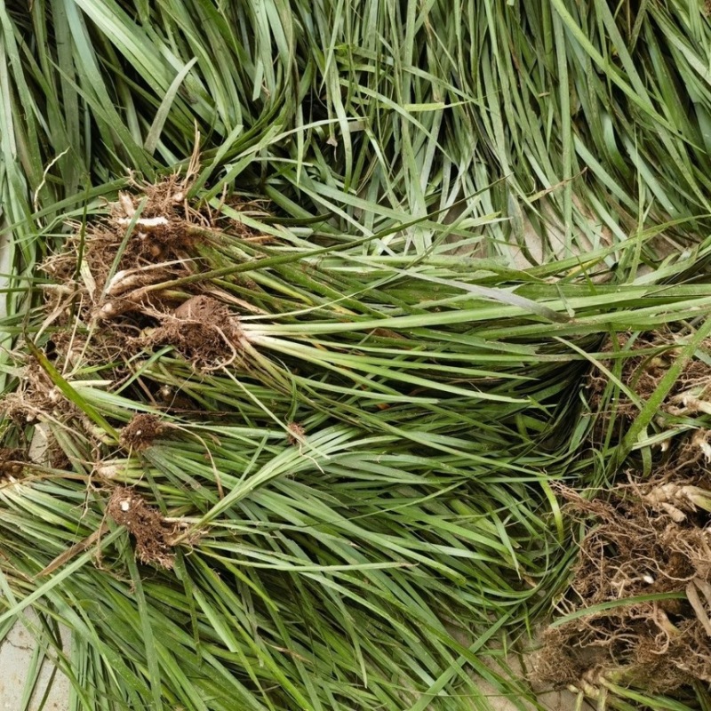 石菖蒲种苗湖南产地，货源充足品质保证新鲜货源