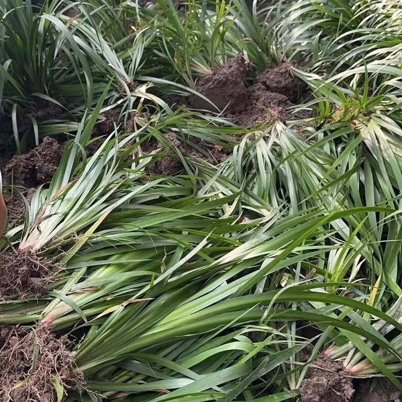 石菖蒲种苗湖南产地，货源充足品质保证新鲜货源
