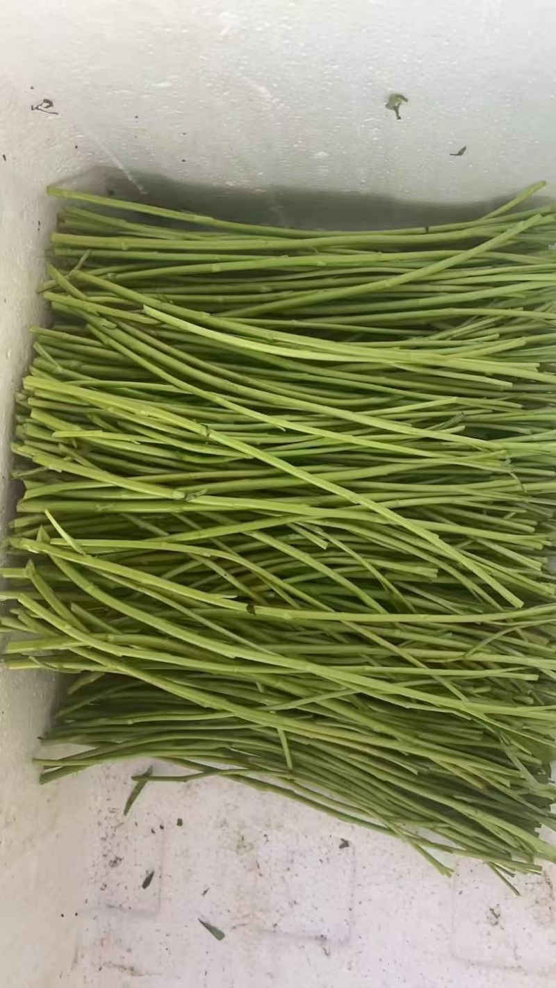 江苏精品芦蒿，质量从优，自己种植可视频看货
