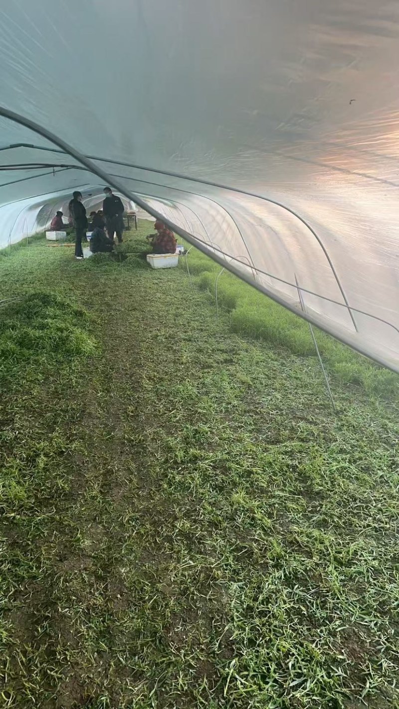江苏精品芦蒿，质量从优，自己种植可视频看货