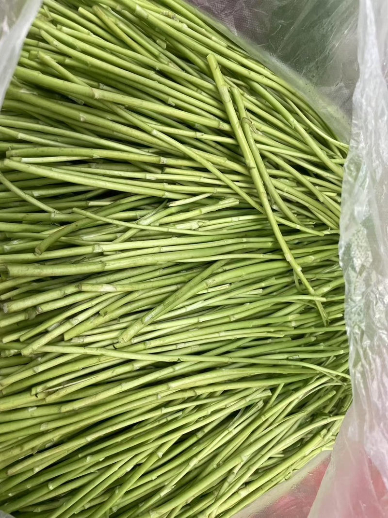江苏精品芦蒿，质量从优，自己种植可视频看货