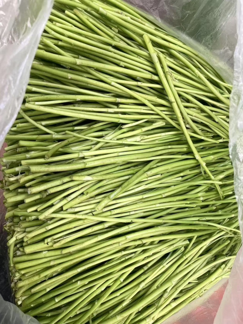 江苏精品芦蒿，质量从优，自己种植可视频看货