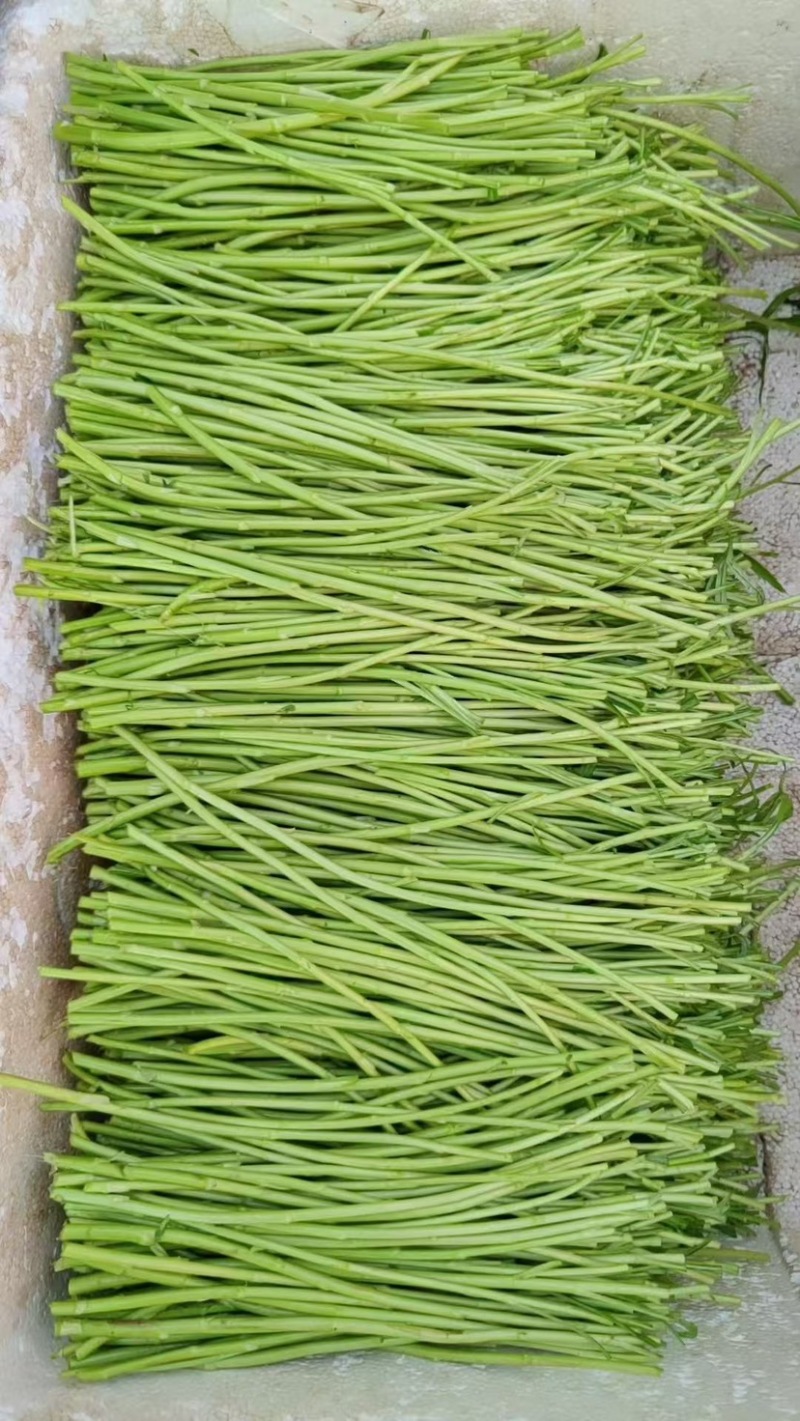 江苏精品芦蒿，质量从优，自己种植可视频看货
