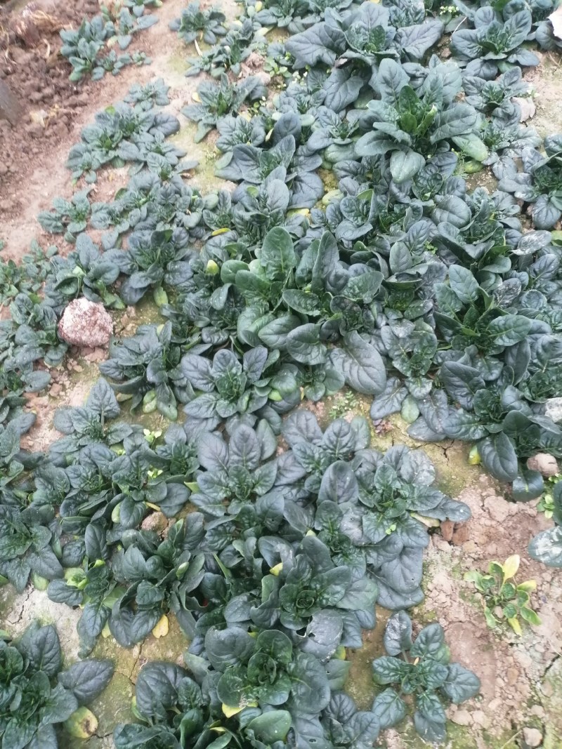 波菜
