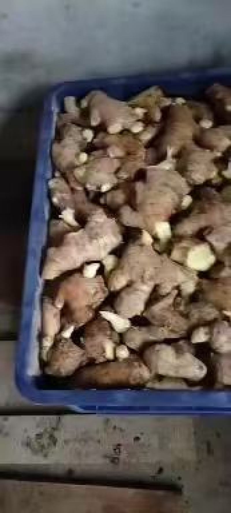 精品高产姜种大量供应，包产量，包回收上门指导种植技术！