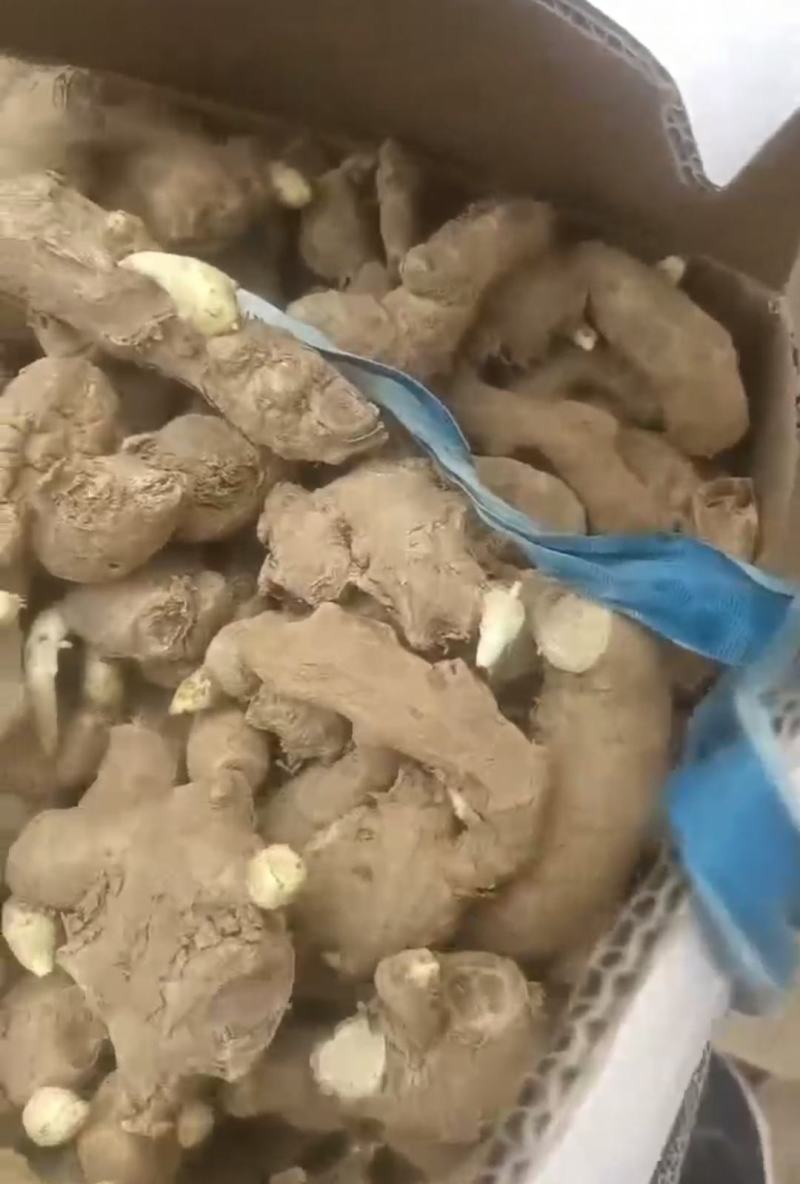 精品高产姜种大量供应，包产量，包回收上门指导种植技术！