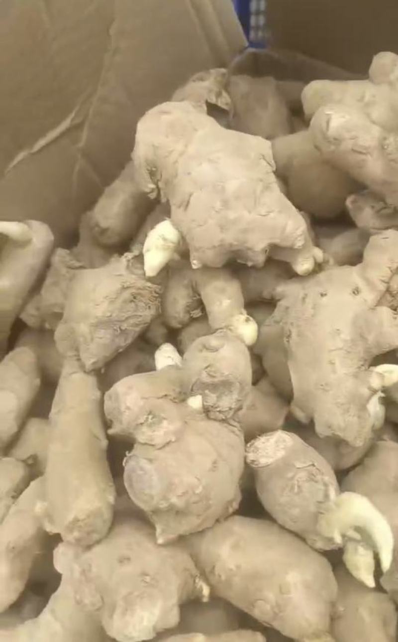 精品高产姜种大量供应，包产量，包回收上门指导种植技术！