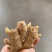 精品高产姜种大量供应，包产量，包回收上门指导种植技术！