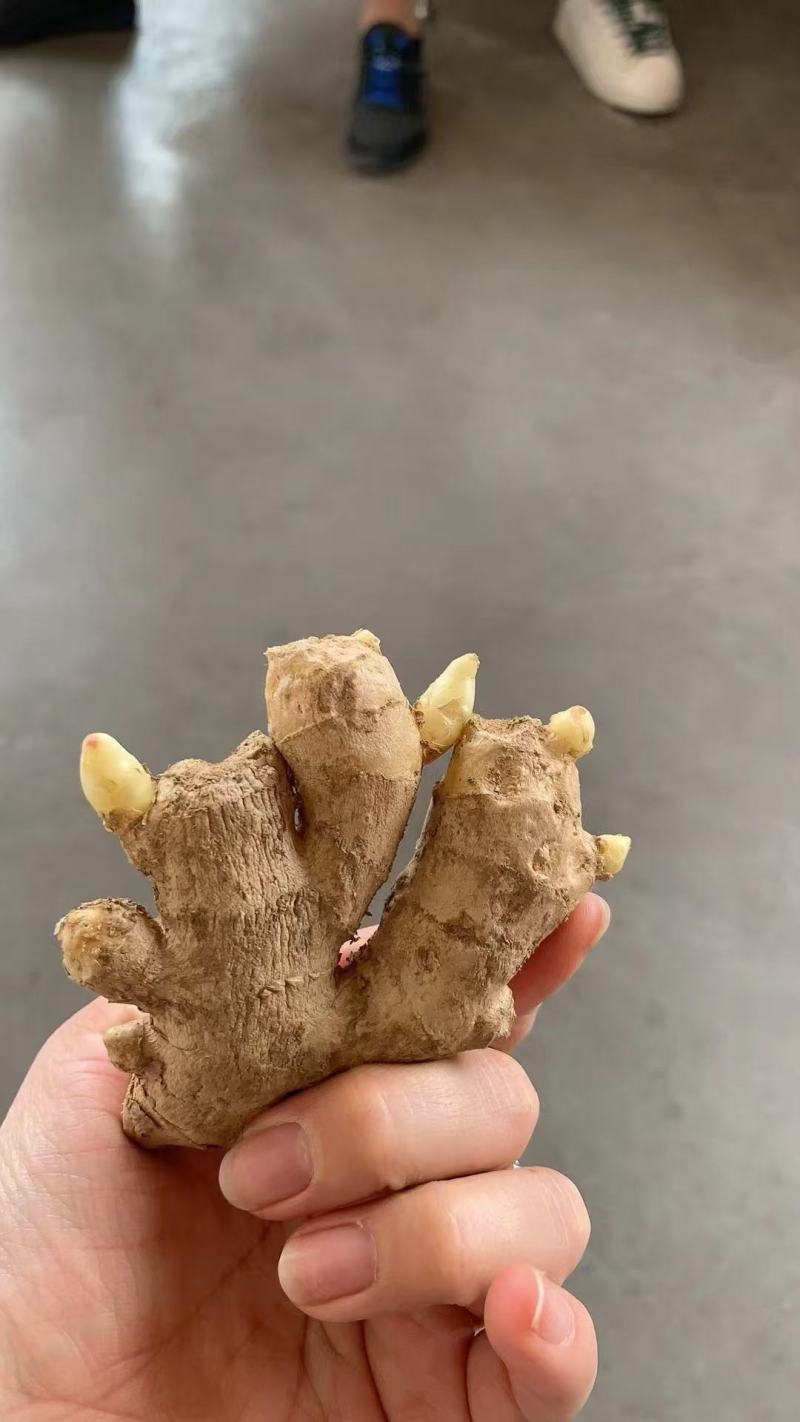 精品高产姜种大量供应，包产量，包回收上门指导种植技术！