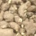精品高产姜种大量供应，包产量，包回收上门指导种植技术！