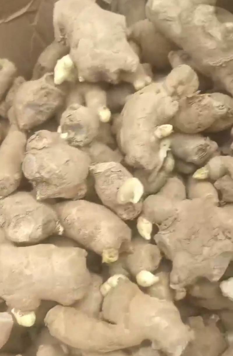 精品高产姜种大量供应，包产量，包回收上门指导种植技术！
