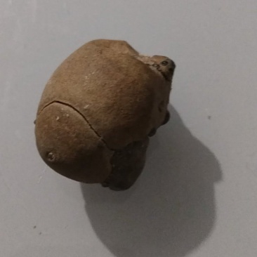 羊结石