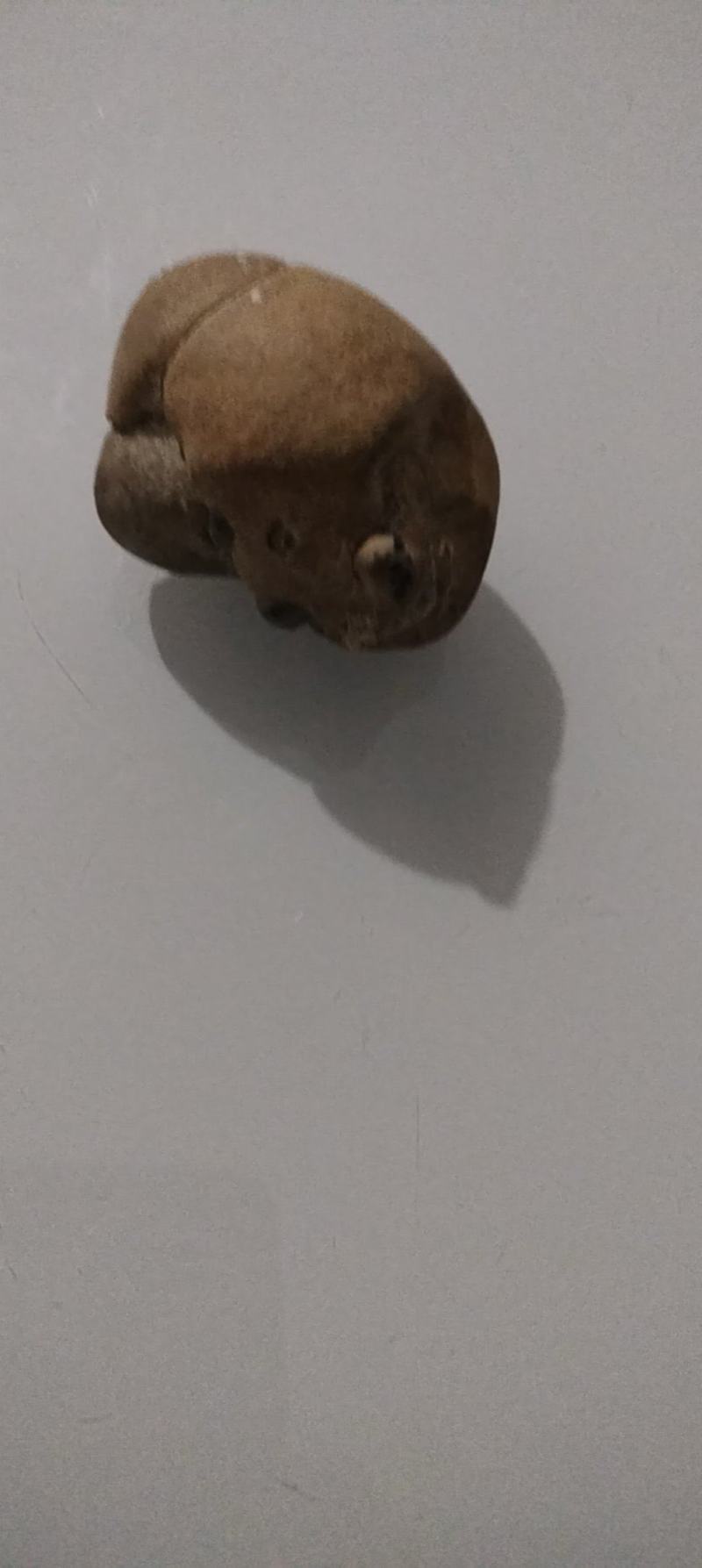 羊结石