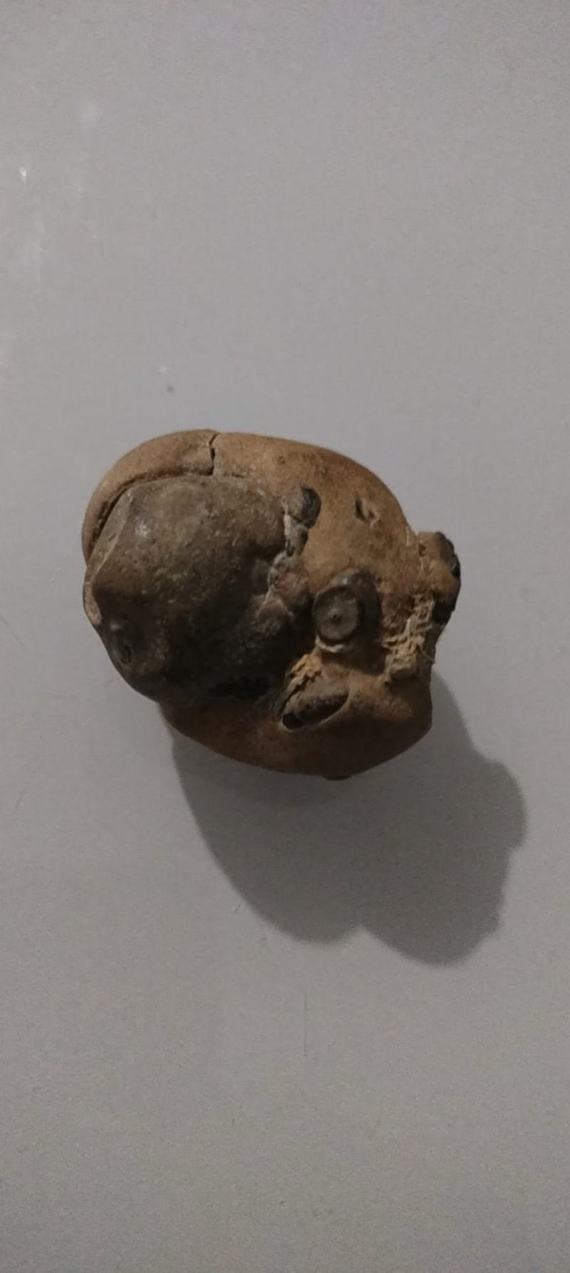 羊结石