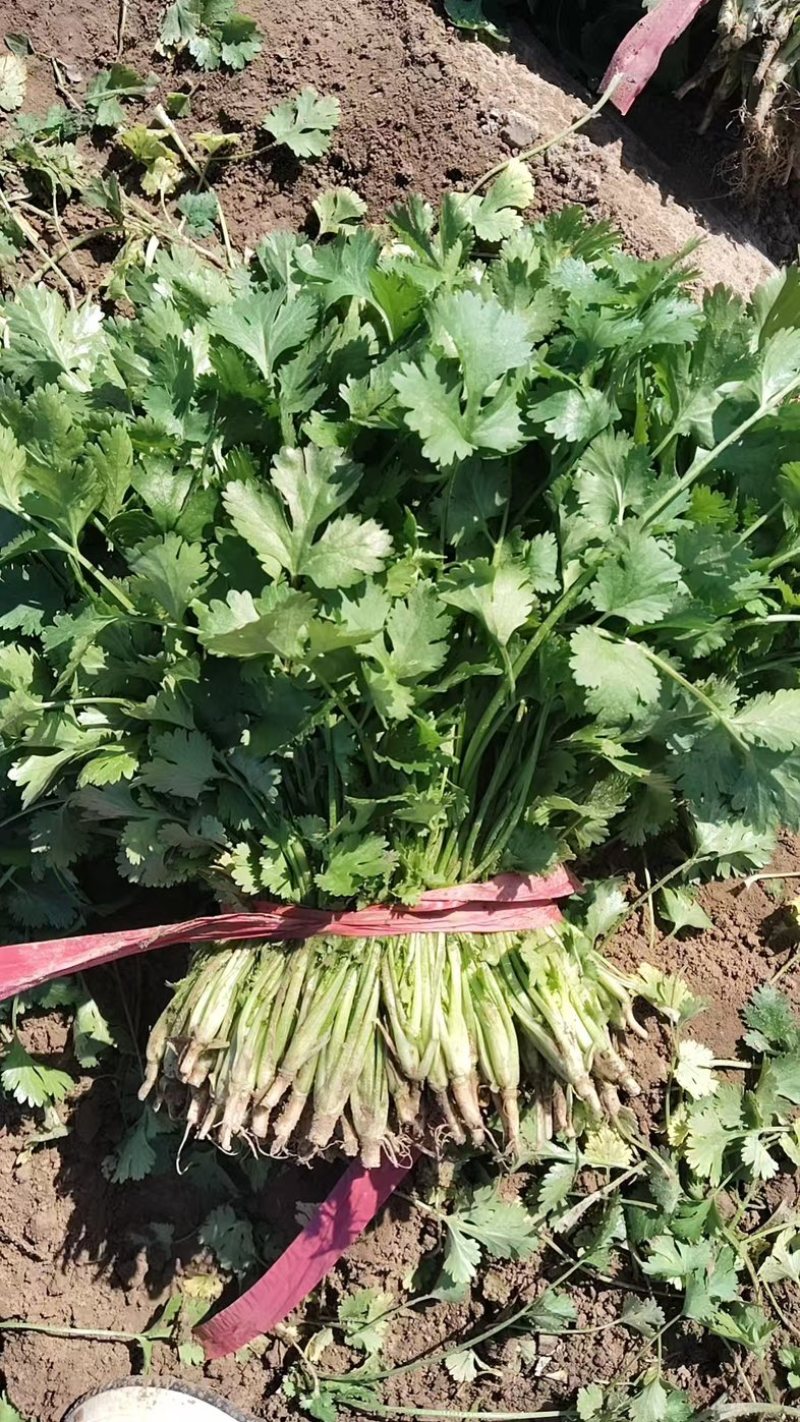 精品冷棚香菜大量上市产地直销实力代收欢迎致电咨询