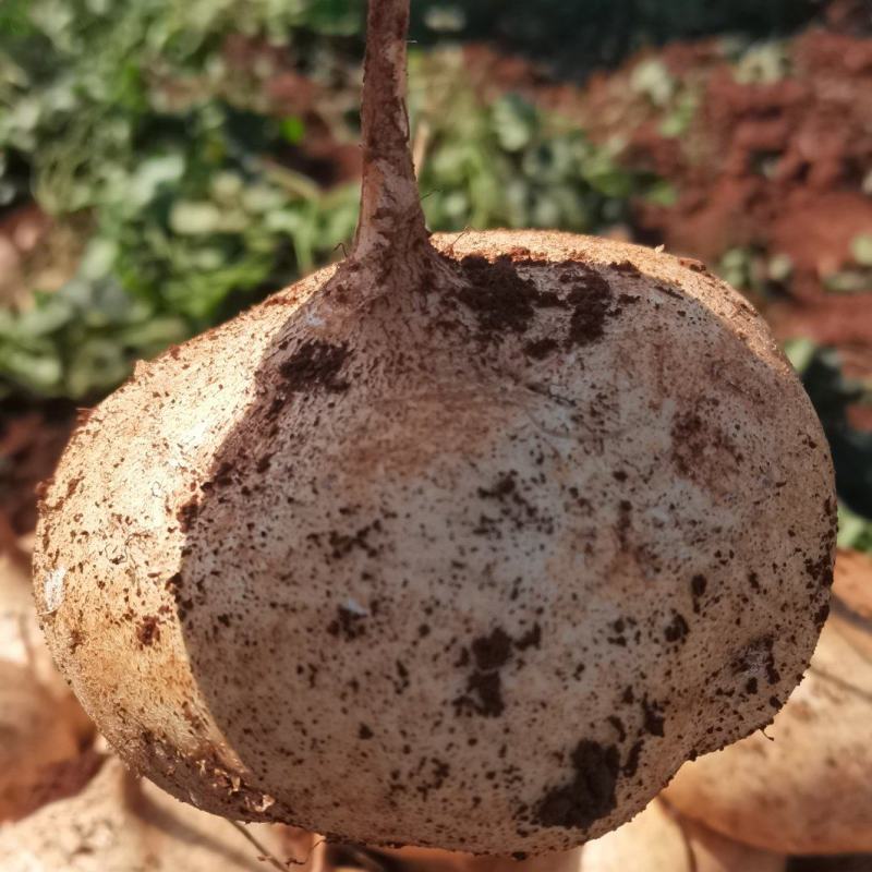 徐闻白地瓜凉薯豆薯