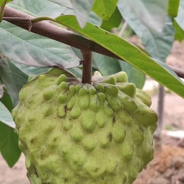 凤梨释迦果，果园自种，可到场视察