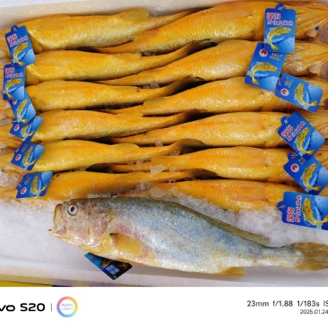 小黄鱼