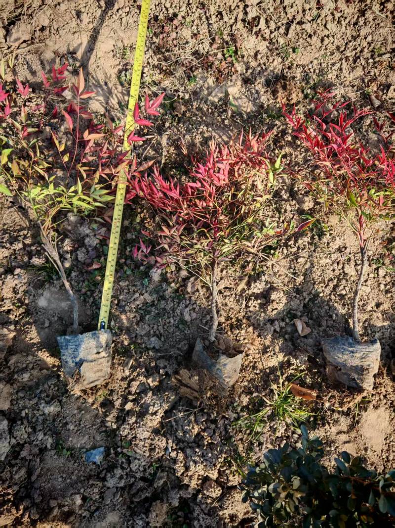 南天竹营养杯南天竹南天竹容器苗陕西南天竹种植基地