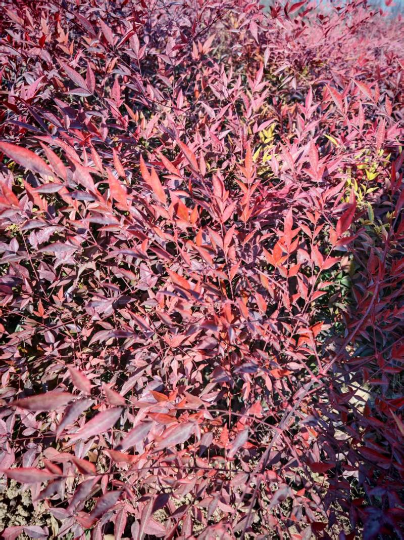 南天竹营养杯南天竹南天竹容器苗陕西南天竹种植基地