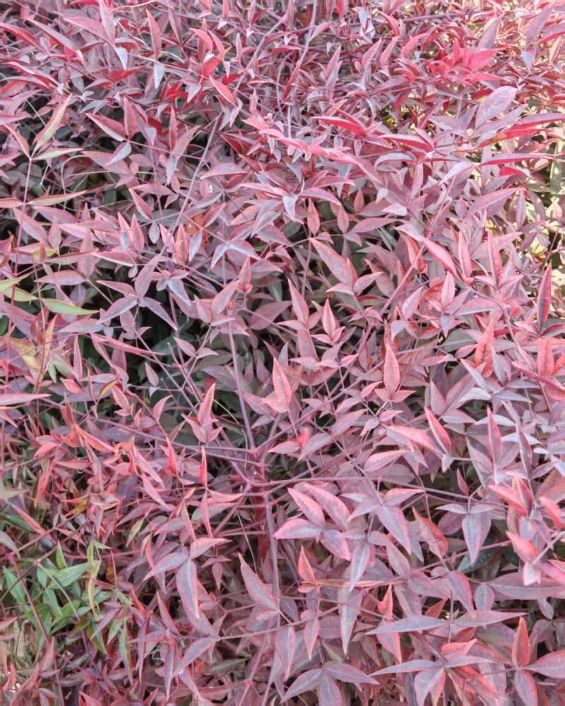 南天竹营养杯南天竹南天竹容器苗陕西南天竹种植基地