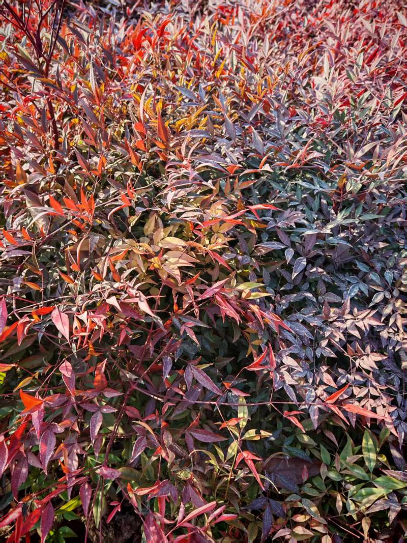 南天竹营养杯南天竹南天竹容器苗陕西南天竹种植基地