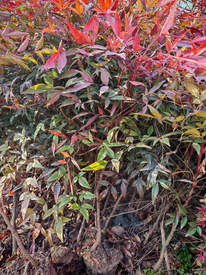 南天竹营养杯南天竹南天竹容器苗陕西南天竹种植基地