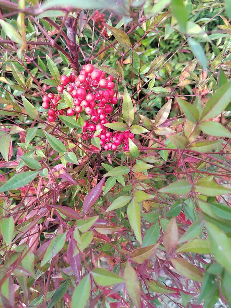 南天竹营养杯南天竹南天竹容器苗陕西南天竹种植基地