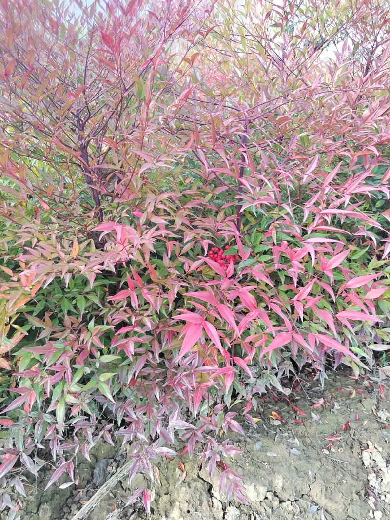 南天竹营养杯南天竹南天竹容器苗陕西南天竹种植基地