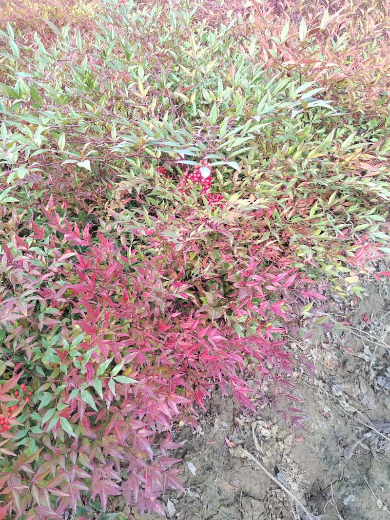 南天竹营养杯南天竹南天竹容器苗陕西南天竹种植基地