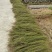 【推荐】福建大量岗松现货大量上市中量大从优保质保量