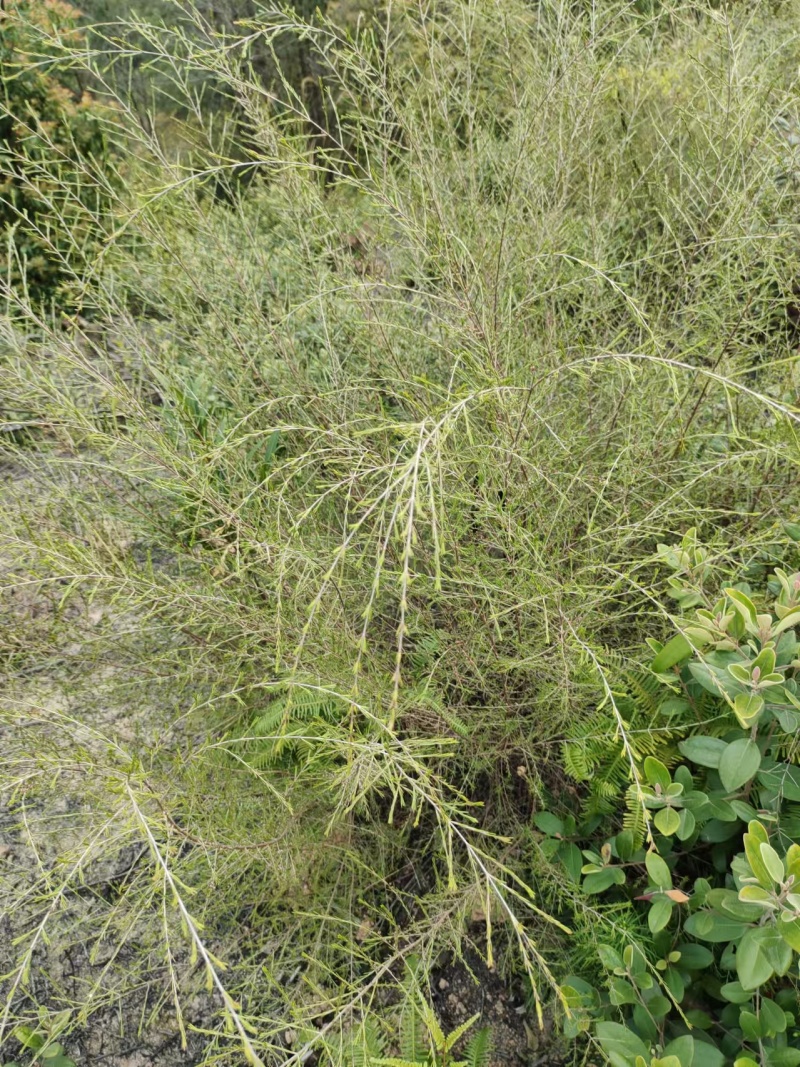【推荐】福建大量岗松现货大量上市中量大从优保质保量