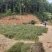 【推荐】福建大量岗松现货大量上市中量大从优保质保量